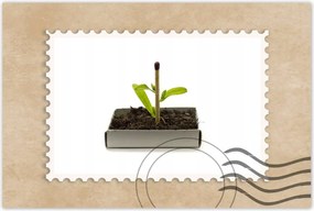 Poszterek 60x40 Zöld erő