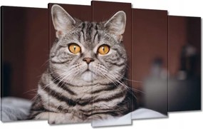 Vászonkép 100x60 Cica