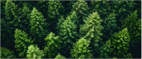 Kép - Forest (120x50 cm)