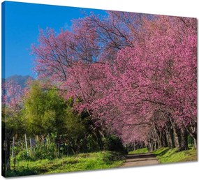 Vászonkép 50x40 Virágzó cseresznye