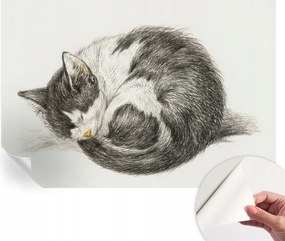 Öntapadós Dekoratív Fotótapéta Hálószobába Bájos cica 152x104 cm