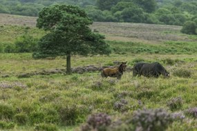 Poszter 45x30cm Vad lovak 2, Assaf Frank