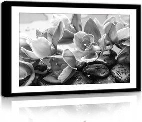 Vászonkép 60x40 Orchideák virágok kövek nyugalom természet elegancia spa pihenés