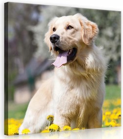 Vászonkép 40x40 Golden Retriever kutya virágok sárga nyár öröm nyugalom