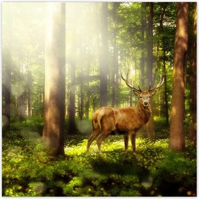 Poszterek 140x140 Szarvas a varázslatos erdőben