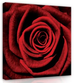 Vörös rózsabimbó, vászonkép, 80x80 cm méretben