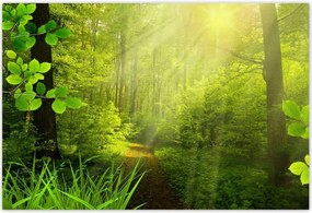 Poszterek 155x105 Varázslatos erdő Tájkép