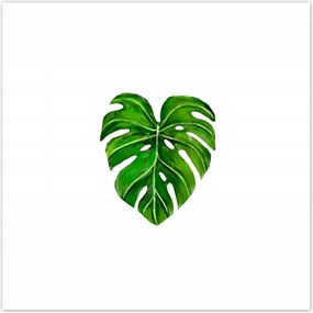 Poszterek 100x100 Lyukas monsera levél