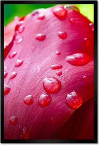 Poszterek keretben 40x60 Tulipánok Virágok