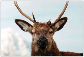Poszterek 120x80 Szarvas felszarvazott