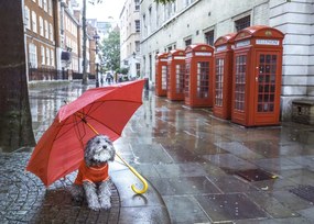 Poszter 70x50cm Kutya esernyĆvel a londoni utcĂĄn, Assaf Frank
