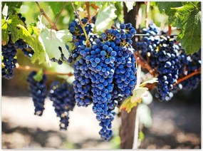 Poszterek 135x100 Bor Szőlő Pincészet