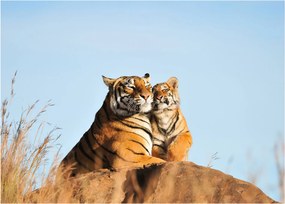 Kép - Tigris és a kölyke (70x50 cm)
