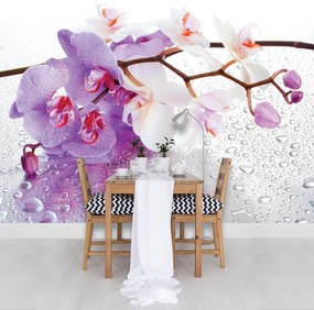 Fotótapéta - Orchideák (152,5x104 cm)