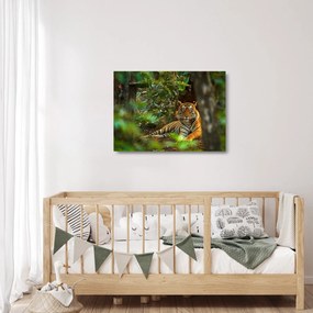 Pihenő tigris képe (üvegen) (70x50 cm)