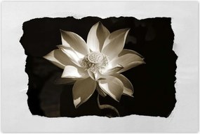 Poszterek 90x60 Lótusz Lótuszvirág