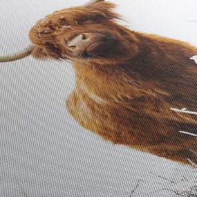 Kép - Skót tehén (90x60 cm)