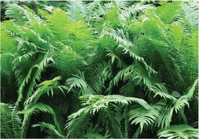 Fotótapéta Napfény Dzsungel Növények Nappali 416x254