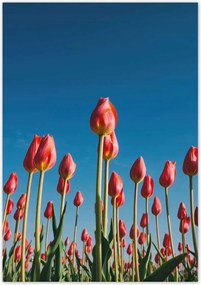 Poszterek 70x100 Tulipånok Tåjkép Tulipånok