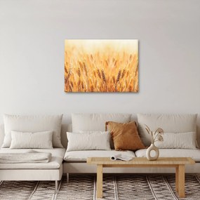 Kép - mező gabonával (70x50 cm)