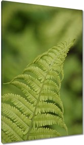 Vászonkép 80x120 Páfrányok Erdő Zöld levél