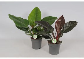 FILODENDRON MIX CS:19CM PHILODENDRON