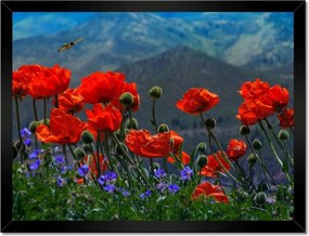 Poszterek keretben 40x30 Piros pipacs Virágok