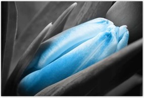 Poszterek 185x125 Kék szirmok Tulipán