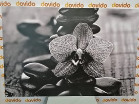 Kép orchidea és zen kövekl fekete fehérben