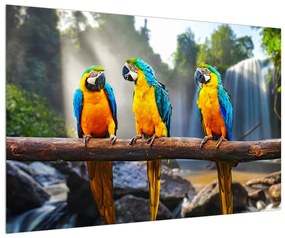 Papagály kép (90x60 cm)