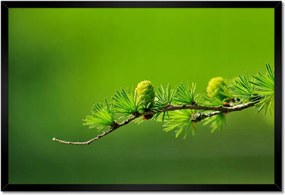 Poszterek keretben 60x40 Fa Kilátás