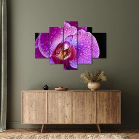 Részletes kép az orchidea virágról (150x105 cm)