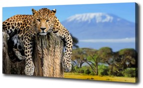 Vászonkép Leopard egy fatönkön oc-66888484