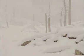 Flizelin tapéta falra Prémium Hóerdő 104x70 Ragasztó