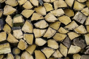 Poszter 86,4x56,8cm Fa rönkök, Assaf Frank