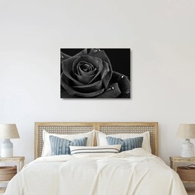 Üveg kép - Bíborvörös rózsa (70x50 cm)
