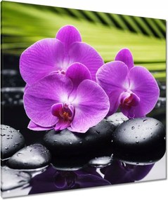 Vászonkép 90x90 Orchidea a köveken