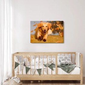 Kép - Golden Retriever (90x60 cm)