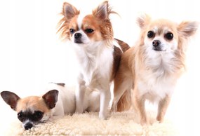 Chihuahua fotótapéta Aranyos kiskutyák fehér háttérrel 312x219 +ragasztó