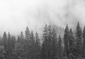 Flizelin fotótapéta Ködös erdő Rejtély Reggel az erdőben 416x254 +ragasztó