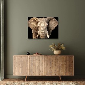 Kép - Afrikai elefánt (70x50 cm)