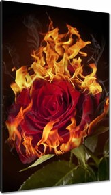Vászonkép 80x120 Vörös lángoló rózsa