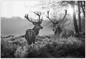 Fotótapéták 152x104 Fekete-fehér szarvasok