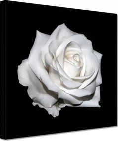 Vászonkép 60x60 Rózsa Virág Virágok Rózsa