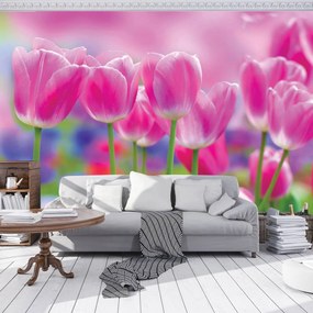 Fotótapéta - Tulipán (152,5x104 cm)