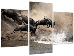 Kép - Gnúcsorda (90x60 cm)