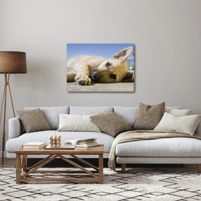 Fekvő kiskutya képe (70x50 cm)