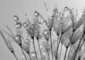 Dekoratív fotótapéta irodába Nedves finomság 208x146