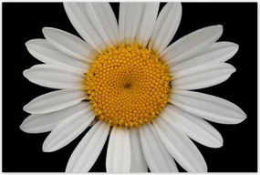 Poszterek 120x80 Fehér kamillavirágok