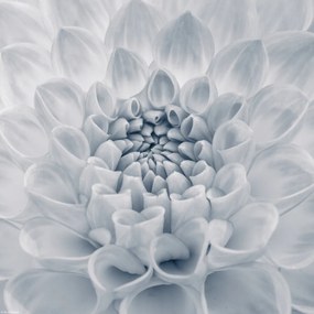 Poszter 30x30cm Dália virág 2, Assaf Frank